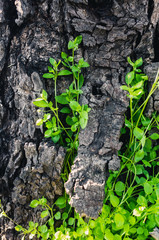 green ivy on the wall
