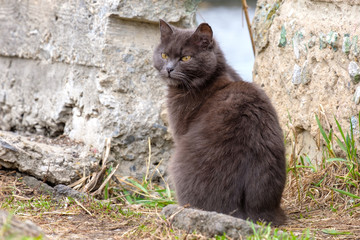 Naklejka na ściany i meble portrait of a sitting gray cat at the stone wall outside
