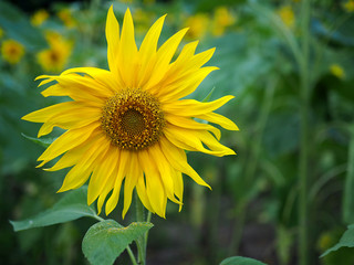 Flor de girasol con espacio para texto
