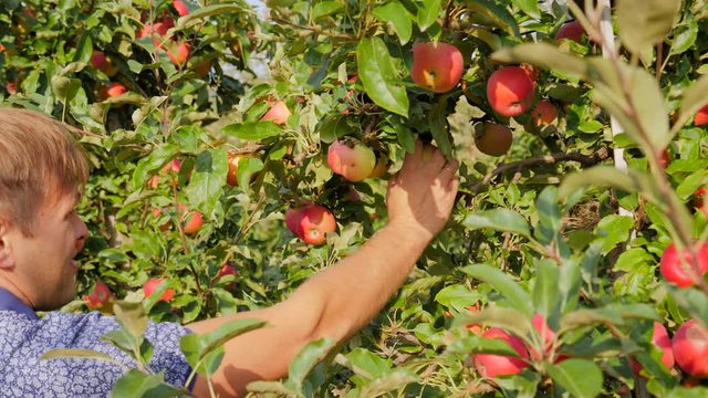 Gardener man hands pluck ripe apples from tree in garden in the begining of autumn