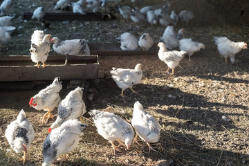 a group of chickens in a rustic barn pecking grain against the setting sun - Powered by Adobe