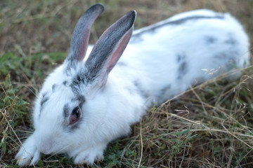 white fluffy home rabbit sitting in the grass