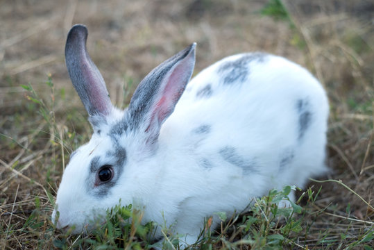 white home cute rabbit sitting in the grass, wary of ears