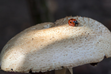 Ladybird or ladybug insect on wild mushroom. Garden nature image.