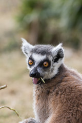 Surprised face. Shocked wide-eyed lemur with open mouth. Funny animal meme image