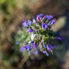 White Gray Snail on Blue Purple Wild Flower in Mont Saint-Michel Bay in Normandy France - Portrait version