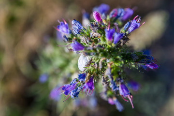 White Gray Snail on Blue Purple Wild Flower in Mont Saint-Michel Bay in Normandy France - Portrait version