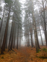 Forest scenery in fog lanscape