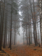 Trees in a forest in fog