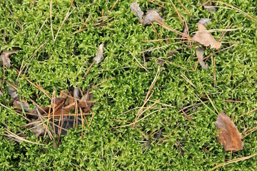 Natural forest autumn background with moss leaves and needles