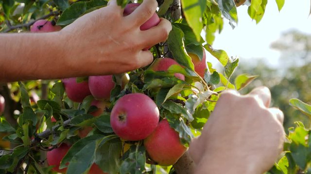 Closeup gardener man hands pluck ripe apples from tree in garden in the begining of autumn