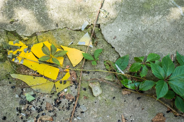 broken glass of yellow color against a wild plant. The struggle for life. Glass pollution