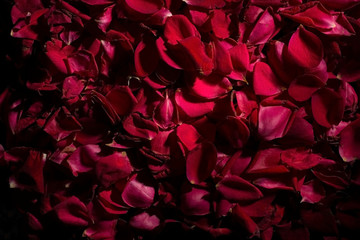 background of red rose petals. View from above. Wallpaper for the background of flowers. Calm dark