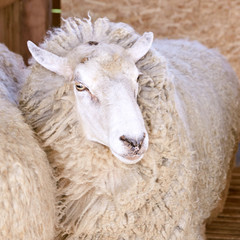 Sad kulunda breeding sheep. Muzzle sharing. Meat and fur farm production. Animal head. Closeup portrait staring