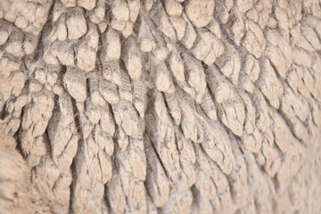 Naklejka premium Sad kulunda breeding sheep. Muzzle sharing. Meat and fur farm production. Animal wool. Close up texture pattern