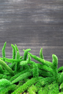 Aspargo rabo de gato (Asparagus densiflorus) com fundo em madeira