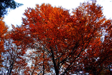 Coloridos árboles y hojas en otoño en el Parque Natural del Montseny en Barcelona, España