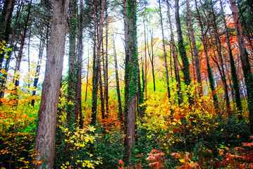 Coloridos árboles y hojas en otoño en el Parque Natural del Montseny en Barcelona, España