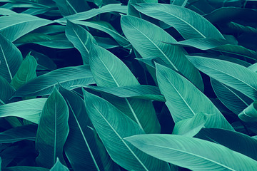 Fototapeta na wymiar Beautiful leaves pattern background, Natural background and wallpaper