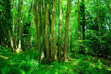 Obraz premium Green Trees in the Forest