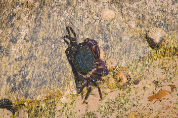 crab on the beach rocks