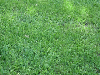 Green grass with fallen leaves in the park. Macro Shooting. Close up. Background.