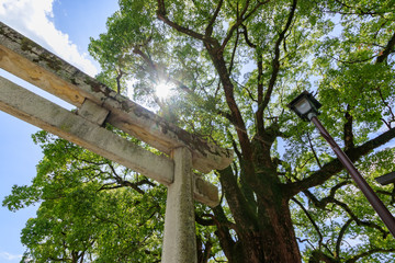 Fototapeta premium 太宰府天満宮 Dazaifu Tenmangu 鳥居 福岡県太宰府市