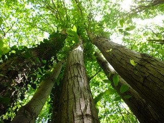 Fototapeta premium Tall Trees