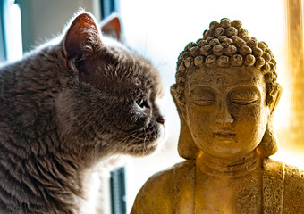 Fototapeta premium buddah thoughtful