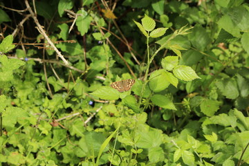 Butterfly on Leafs