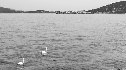 Beautiful black and white view of two swans swimming in Lake Maggiore, with the Borromean Islands in the background, Italy