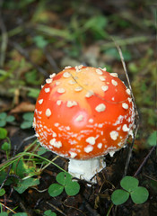 Autumn. Amanita mushroom close-up on a blurred natural background on nature.
