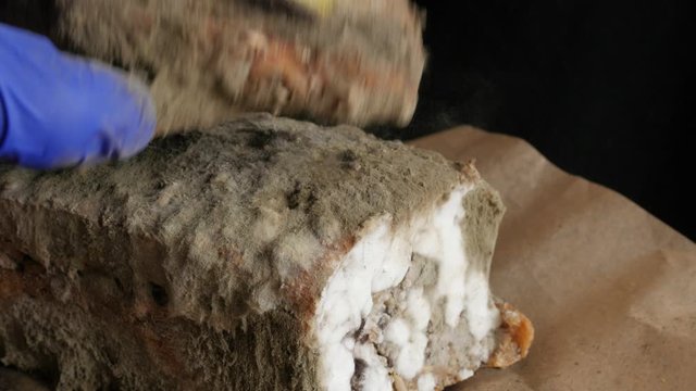 moldy bread and mold particles in air