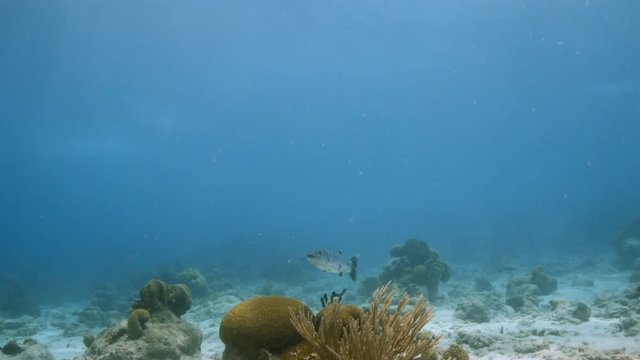 Barracuda in coral reef of Caribbean Sea around Curacao