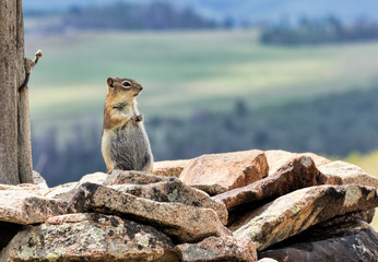 Chipmunk Standing On Pile Of Rocks