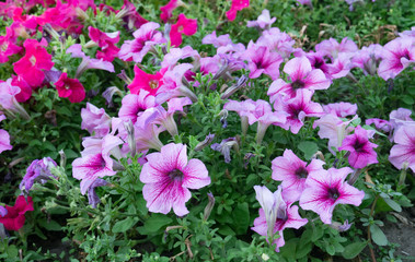 Light pink and magenta petunia in the city square garden at the end of summer