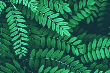 Foto op Aluminium Closeup of green leaves of acacia background. © Olena Bloshchynska