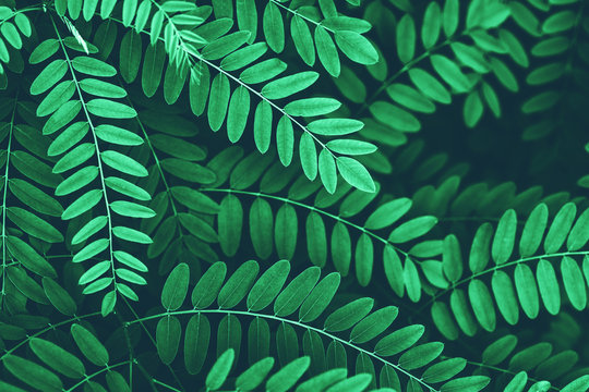 Closeup of green leaves of acacia background.