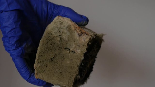 showing moldy bread to the camera