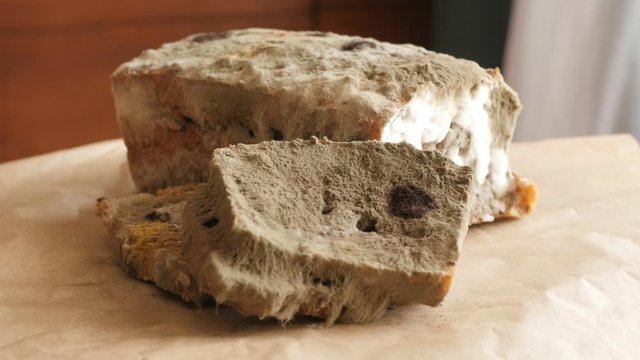 moldy bread rotating, turning round