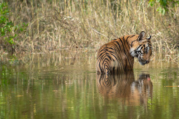 Plakat Bandhavgarh Tiger or Wild Male Bengal Tiger Cooling off in water with reflection in bandhavgarh tiger reserve or national park, Madhya pradesh, India -Panthera Tigris