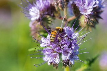 Rainfarn-Büschelschön (Phacelia tanacetifolia), eine Pflanze auf einem Feld, die im Herbst wächst