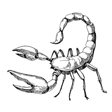 Sketch of scorpion. Hand drawn illustration converted to vector