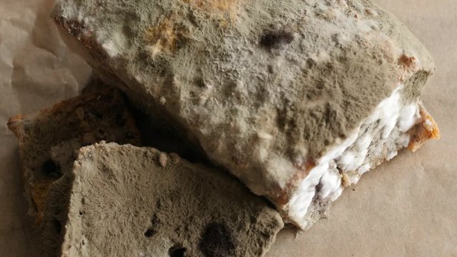 moldy bread rotating, turning round, from above