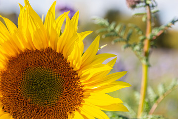 Naklejka premium Nahaufnahme von einer schönen Sonnenblumen