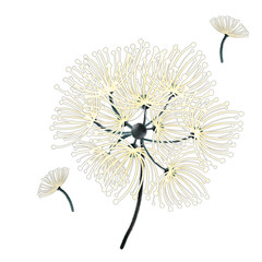Dandilion flower branch