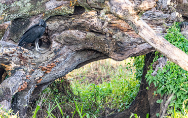 Black vulture blends in on a fallen tree - Florida