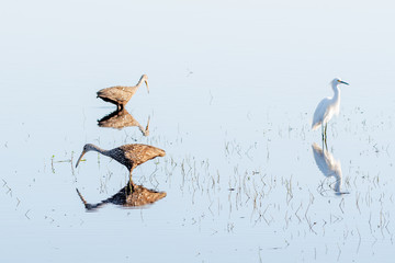 Limpkins and snowy egret wading in the water with reflections