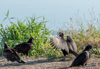 Black vultures on the bank of a lake