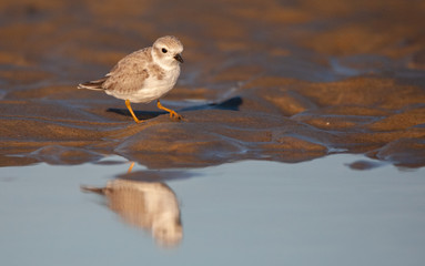 Piping Plover on MA Beach